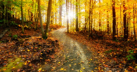 Sunlight Beams Cutting Through Mountain Road, Switzerland